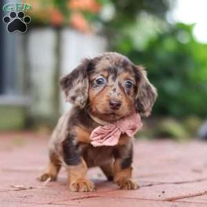 Laura, Dachshund Puppy